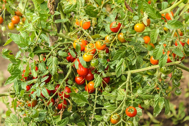 Vendredi 12 mai 2017, les plants bio arrivent en magasin. À vos plantations !