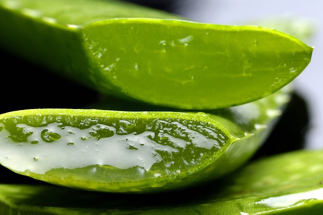 Aloe vera fraîche et bio